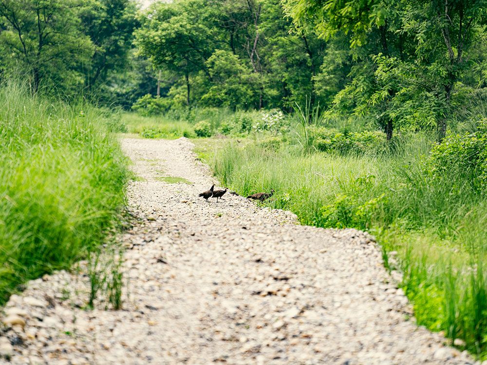 resting area at Sanctuary resort in Chitwan National Park