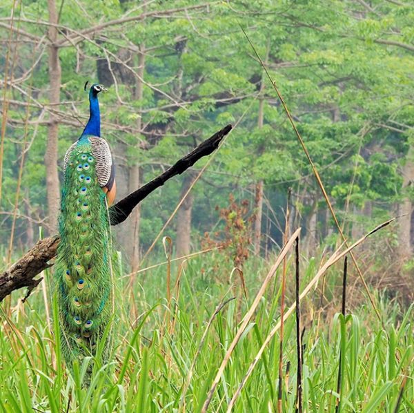 Jeep tour inside forest of Chitwan