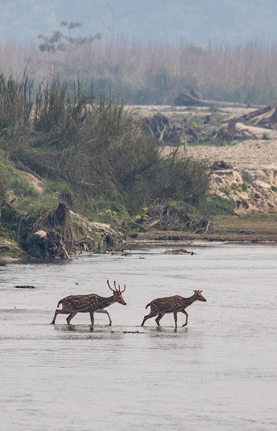 2 Night/3 Days Jungle Plan