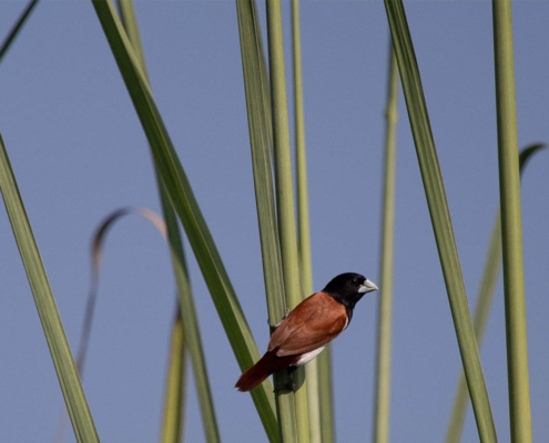 Bird Watching Bird Watching