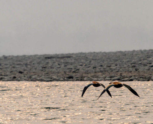 Bird Watching Bird Watching