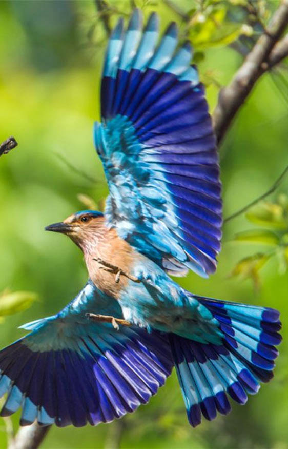 Bird Watching Package