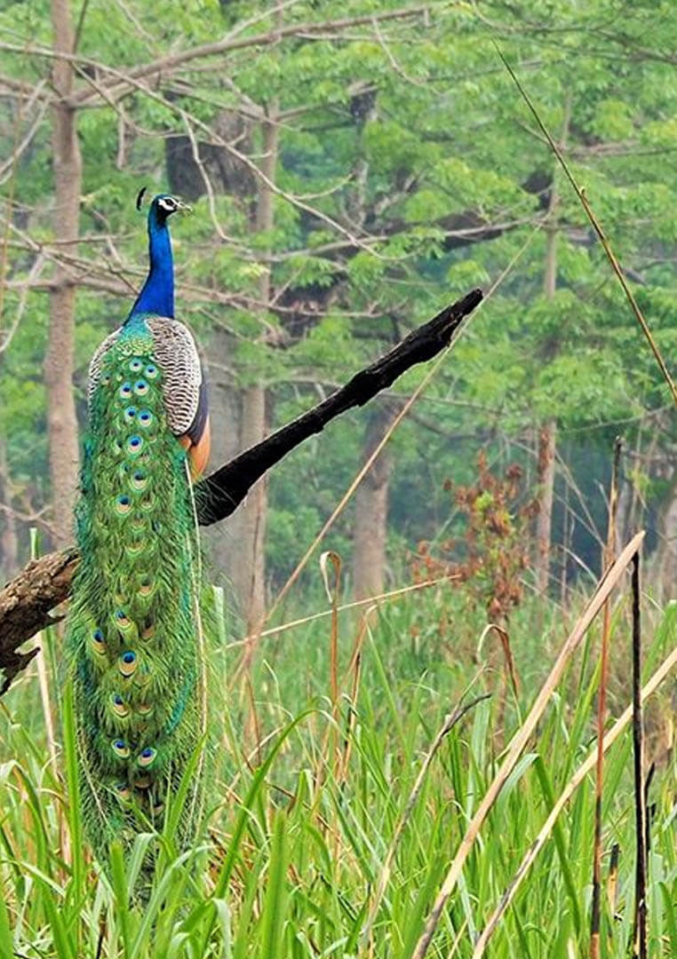 Peacock