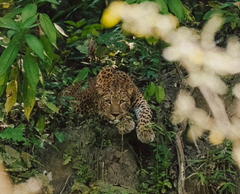 Jungle Package Sanctuary